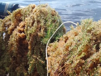 188 нерестовых гнёзд установлены на Горьковском водохранилище 188 нерестовых гнёзд установлены на Горьковском водохранилище