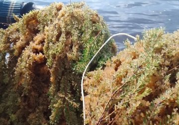 188 нерестовых гнёзд установлены на Горьковском водохранилище