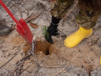 Более 400 тысяч молодых деревьев высадят в Нижегородской области в этом году в рамках акции «Сад Памяти»