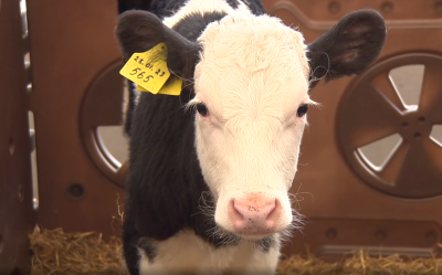 Технологичный телятник на 250 голов построил нижегородский производитель молока в Гагинском округе при государственной поддержке