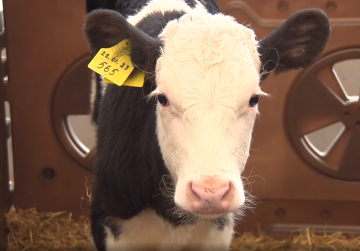 Технологичный телятник на 250 голов построил нижегородский производитель молока в Гагинском округе при государственной поддержке