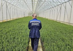 В Нижегородской области проведут модернизацию тепличного комплекса для выращивания лесных растений