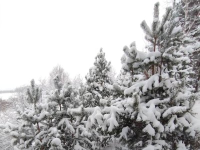 В нижегородских лесах введен режим усиленного контроля для защиты от незаконной вырубки елей В нижегородских лесах введен режим усиленного контроля для защиты от незаконной вырубки елей