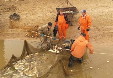 Объём производства товарной аквакультуры в Нижегородской области по итогам 2025 года достиг 682 тонн