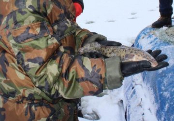 Добыча налима в Нижегородской области возобновлена с 1 февраля Добыча налима в Нижегородской области возобновлена с 1 февраля