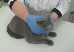 Четырнадцатый государственный ветеринарный кабинет открылся в Нижегородской области Четырнадцатый государственный ветеринарный кабинет открылся в Нижегородской области