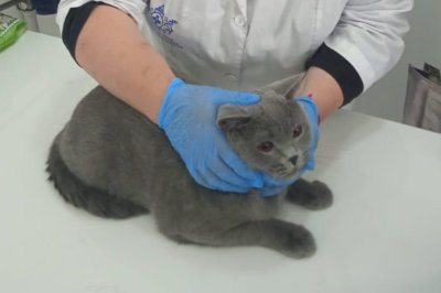 Четырнадцатый государственный ветеринарный кабинет открылся в Нижегородской области Четырнадцатый государственный ветеринарный кабинет открылся в Нижегородской области