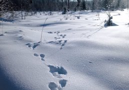 Более 12 тысяч километров пройдут нижегородские охотоведы в поисках следов диких животных