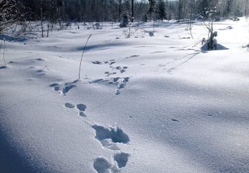 Более 12 тысяч километров пройдут нижегородские охотоведы в поисках следов диких животных
