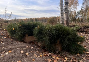 Более 300 тысяч сеянцев сосны высадили в Нижегородской области в рамках всероссийской акции «Сохраним лес» Более 300 тысяч сеянцев сосны высадили в Нижегородской области в рамках всероссийской акции «Сохраним лес»