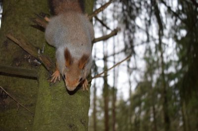 В Нижегородской области открылся сезон охоты на пушных животных