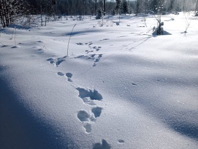 В Нижегородской области увеличились популяции лося и косули