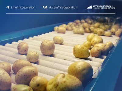 Инвестпредложение по строительству завода по переработке картофеля разработано в Нижегородской области