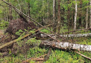 Более 400 случаев лесоизменений выявлено в Нижегородской области с помощью искусственного интеллекта в рамках проекта «Цифровой лес»