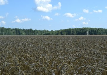Новые сорта пшеницы представили на празднике первого снопа в Городецком округе