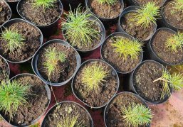 В Нижегородской области в 2026 году планируют восстановить лес на площади более 14 тысяч гектаров