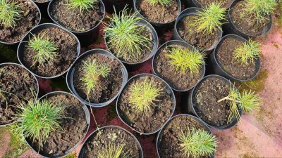 В Нижегородской области в 2026 году планируют восстановить лес на площади более 14 тысяч гектаров