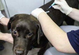 Нижегородцы теперь смогут записать своих домашних животных в госветклинику онлайн Нижегородцы теперь смогут записать своих домашних животных в госветклинику онлайн