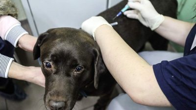 Нижегородцы теперь смогут записать своих домашних животных в госветклинику онлайн Нижегородцы теперь смогут записать своих домашних животных в госветклинику онлайн