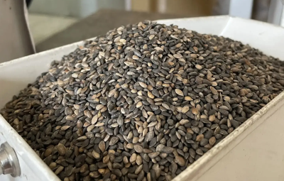 Нижегородская область помогает восстанавливать леса Донбасса