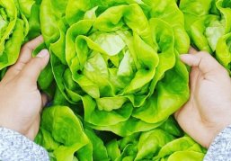 Поднятая целина. Основные достижения нижегородского агропрома за пять лет Поднятая целина. Основные достижения нижегородского агропрома за пять лет
