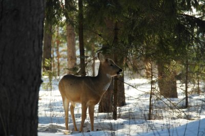 С 1 марта в Нижегородской области запрещается охота на все виды животных