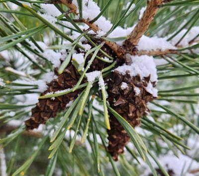 Более 30 тонн шишек собрали в Нижегородской области для восстановления лесов