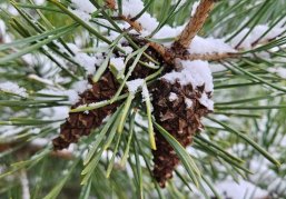 Более 30 тонн шишек собрали в Нижегородской области для восстановления лесов