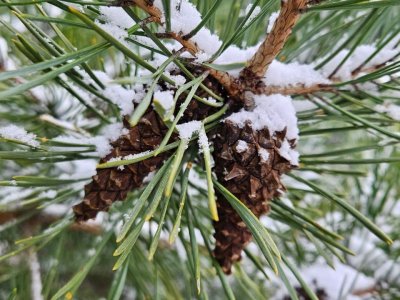 Более 30 тонн шишек собрали в Нижегородской области для восстановления лесов