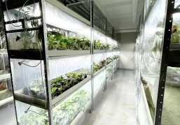 Социальный контракт помог нижегородке отрыть лабораторию микроклонирования для производства комнатных растений Социальный контракт помог нижегородке отрыть лабораторию микроклонирования для производства комнатных растений
