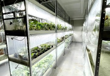 Социальный контракт помог нижегородке отрыть лабораторию микроклонирования для производства комнатных растений