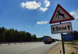 Нижегородский Минлесхоз предупреждает автомобилистов об опасности на дорогах в период гона лосей Нижегородский Минлесхоз предупреждает автомобилистов об опасности на дорогах в период гона лосей
