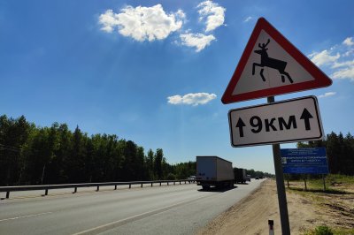 Нижегородский Минлесхоз предупреждает автомобилистов об опасности на дорогах в период гона лосей Нижегородский Минлесхоз предупреждает автомобилистов об опасности на дорогах в период гона лосей