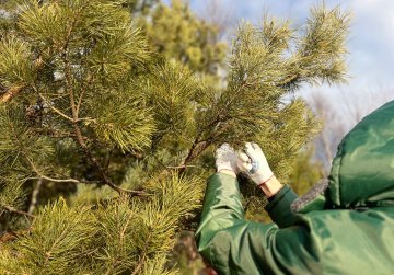 В Нижегородской области заготовят более 30 тонн шишек для восстановления лесов В Нижегородской области заготовят более 30 тонн шишек для восстановления лесов