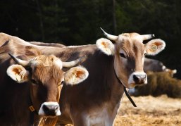 Ветераны СВО могут получить грант «Агромотиватор» на развитие собственного агробизнеса