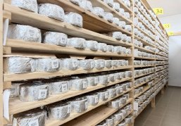 На 43% выросла выработка у нижегородского производителя сыров благодаря федеральному проекту «Производительность труда»
