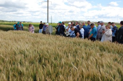 В Большеболдинском округе презентовали новый сорт пшеницы «Пушкинская 225», созданный к юбилею А.С. Пушкина В Большеболдинском округе презентовали новый сорт пшеницы «Пушкинская 225», созданный к юбилею А.С. Пушкина