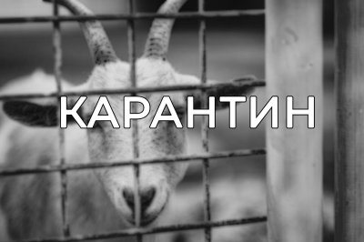 Карантин установлен в селе Кекино Воротынского округа