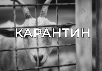 Карантин установлен в селе Кекино Воротынского округа Карантин установлен в селе Кекино Воротынского округа