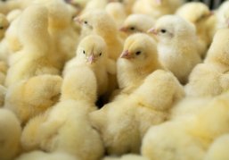 Прием заявок на участие в молодежном проекте «Кадровый резерв руководителей АПК» стартовал в Нижегородской области