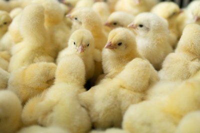 Прием заявок на участие в молодежном проекте «Кадровый резерв руководителей АПК» стартовал в Нижегородской области