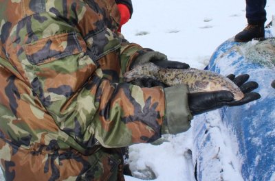 С 15 декабря  в Нижегородской области введены ограничения на добычу налима