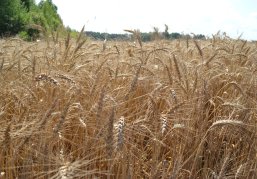 Глеб Никитин: «Для климатической зоны, где мы находимся, подотрасли сельского хозяйства показывают очень серьезные результаты» Глеб Никитин: «Для климатической зоны, где мы находимся, подотрасли сельского хозяйства показывают очень серьезные результаты»