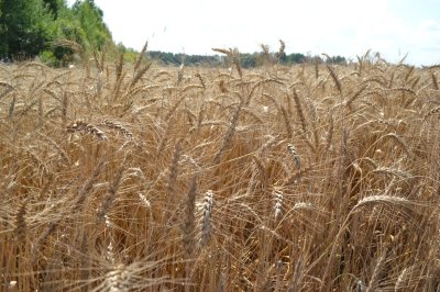 Глеб Никитин: «Для климатической зоны, где мы находимся, подотрасли сельского хозяйства показывают очень серьезные результаты»