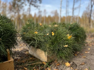 В Нижегородской области в этом году создано более 5 900 гектаров новых лесов В Нижегородской области в этом году создано более 5 900 гектаров новых лесов