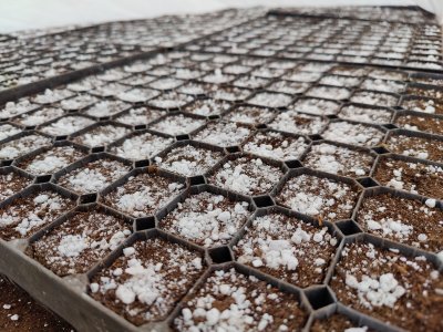 Более 15 миллионов деревьев вырастят в питомниках Нижегородской области в ближайшие три года