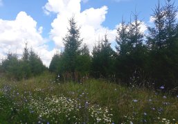 В Нижегородской области проведут уход за молодыми лесными насаждениями на площади свыше 4,5 тысячи гектаров