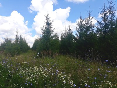 В Нижегородской области проведут уход за молодыми лесными насаждениями на площади свыше 4,5 тысячи гектаров