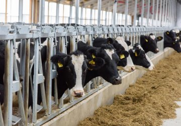 6,7 млрд рублей будет направлено на поддержку АПК и развитие сельских территорий Нижегородской области в 2025 году