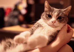 Нижегородцы могут со скидкой стерилизовать домашних собак и кошек в госветклиниках в рамках акции «Мартовский кот» Нижегородцы могут со скидкой стерилизовать домашних собак и кошек в госветклиниках в рамках акции «Мартовский кот»